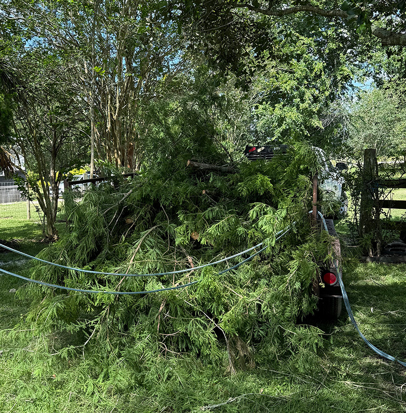 Large pile of green tree branches and limbs gathered during a yard cleanup and storm debris clearing in Bay City Texas