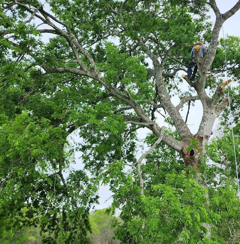 Professional tree care specialist climbing high up in a tree for safe branch rigging and section removal in Pearland Texas
