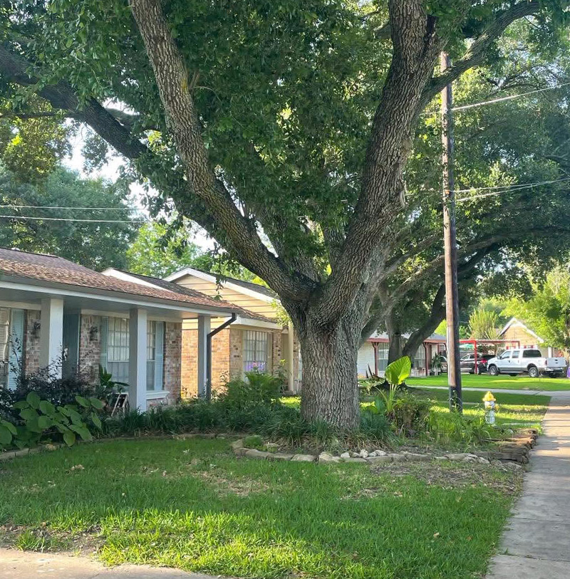 S and V Tree crew assessing a massive tree close to a residential home roof for safe cutting in Katy Texas