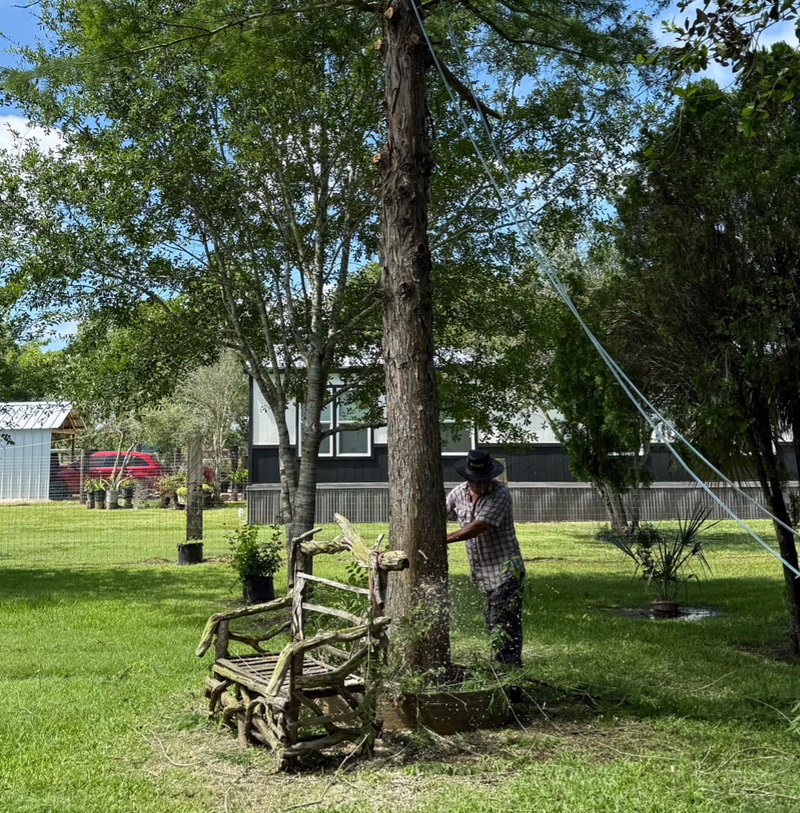 S and V Tree Service worker securely rigging and cutting a dangerous tree trunk near a property line in Wharton Texas