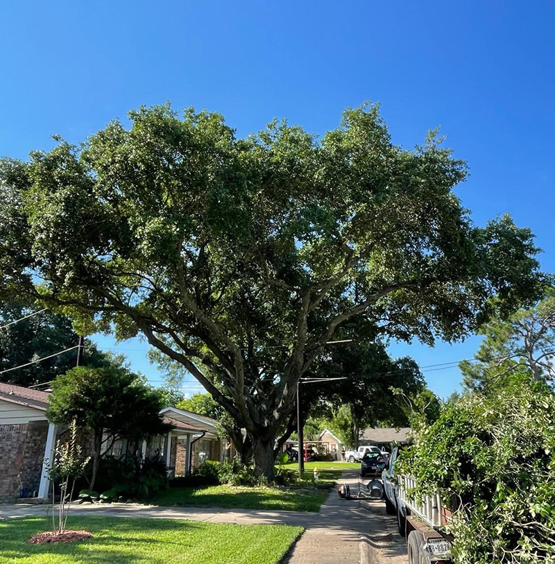 S and V Concrete crew performing extensive tree pruning and health maintenance on a large oak tree in Needville Texas